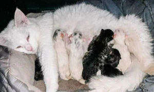 孕妈救了一只怀孕的母猫并带回家照顾，后来她俩在同一天诞下宝宝