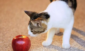 猫可以吃苹果吗