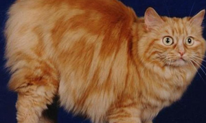 威尔士猫有什么形态特征 有毛发的特征