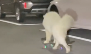 狗狗在马路上练习玩滑板，主人骑电动车陪着它，不如只狗狗啊