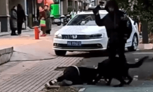 湖南湘潭一女子遭德牧犬撕咬，警方：狗被控制，狗主人接受调查