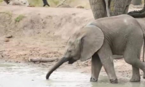 大象妈妈教小象喝水，当妈妈转过身后，小象简直不要太皮呀！