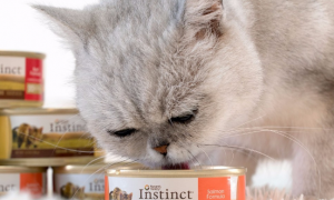 小猫罐头一般喂多少