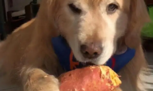 狗能吃地瓜吗