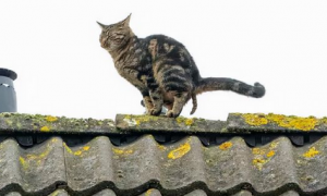 猫咪被困屋顶，消防队跑来救援时，却发现它在上大号？