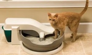 猫厕所通过APP联系猫主人？日媒：科技让萌宠更幸福