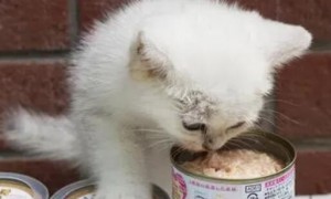 猫罐头里有什么