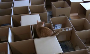 为让主子享受探索乐趣 男子创造史诗般的50盒猫迷宫
