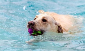 怎么样才能教会狗游泳