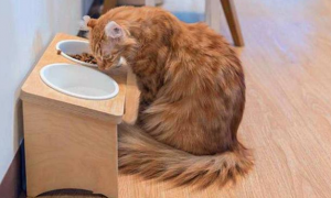 猫咪的猫粮可以混着吃吗
