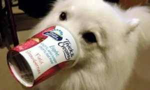 狗狗能喝酸奶么