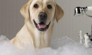 狗多大以后可以洗澡