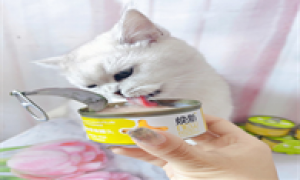 两个月小猫能吃罐头吗