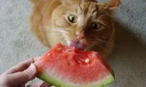 幼猫能吃什么水果