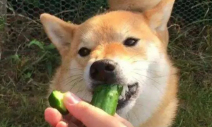 狗吃什么蔬菜