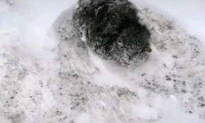 猫咪被冻成了“冰雕”，无奈地定格在雪地里：有人来帮帮我吗？