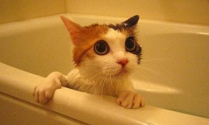 怎样给猫洗澡而且洗的干净一些