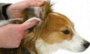 狗狗得耳朵发炎用什么药