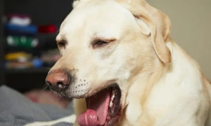 宠物狗咳嗽是什么原因