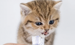 猫咪益生菌要怎么喂