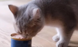 猫罐头一天喂多少
