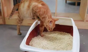 10斤猫砂能用多久