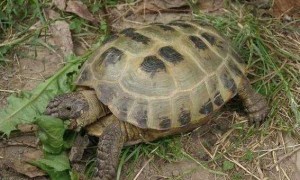 四爪陆龟能活多少年