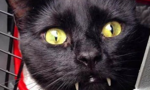 女子路边捡了一只流浪猫，全身黑色，长大被它的模样吓到了！