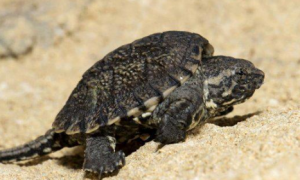 南美拟鳄龟雌雄如何辨别