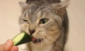 猫能吃黄瓜吗