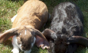 英国垂耳兔训练方法