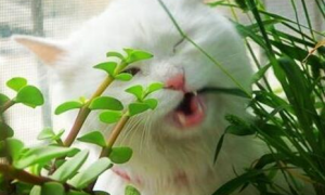 猫咪吃草是什么原因引起的