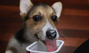 狗狗可以吃酸奶不?