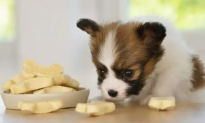 幼犬喜欢什么零食