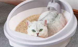 猫砂一般用多久