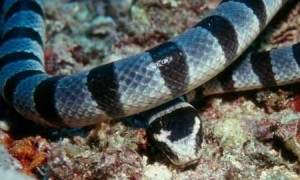 裂须海蛇是保护动物吗