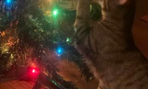 担心猫咪搞破坏，网友把圣诞树吊在天花板上，结果…喵：你太小看我了