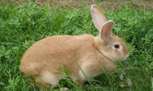 太行山兔常见病和治疗方法