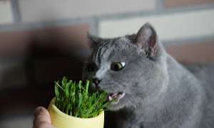 猫能吃韭菜吗