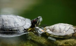 养龟可以养一公一母吗