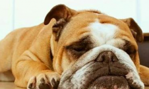 成年狗狗睡眠时间正常是多长