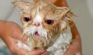 给猫用的沐浴露可以给狗洗澡吗