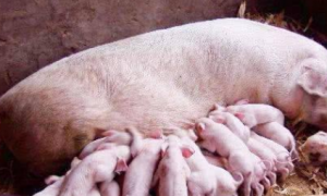 母猪意外怀孕，却生下一只奇特“猪崽”，模样让人笑喷
