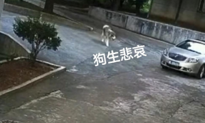 湖南郴州：宠物狗在小区散步，小车突然起步，狗狗被当场活活压死