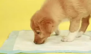 人的尿垫可以给狗狗用吗