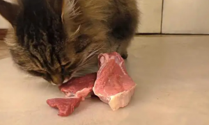 猫咪吃了馊掉的肉有问题吗