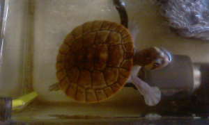红腹短颈龟能活多少年