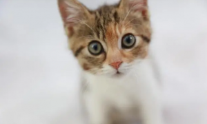 猫砂盆有蛆对猫有影响吗