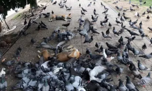 狗狗遭数百只鸽子包围众人以为它噶了，没想到下一秒…