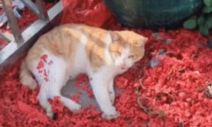 流浪猫受重伤，只能躺在角落瑟瑟发抖，求救的举动让人泪目